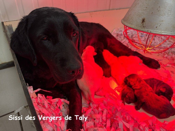 Sissi des Vergers de Taly