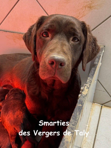 Smarties des Vergers de Taly