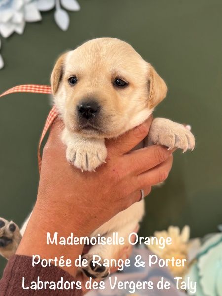 des Vergers de Taly - Chiots disponibles - Labrador Retriever