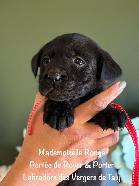 des Vergers de Taly - Chiots disponibles - Labrador Retriever