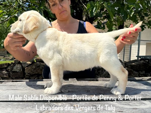 des Vergers de Taly - Chiots disponibles - Labrador Retriever