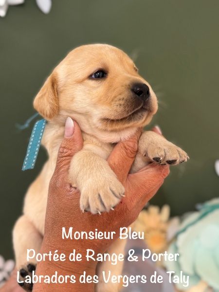 des Vergers de Taly - Chiots disponibles - Labrador Retriever