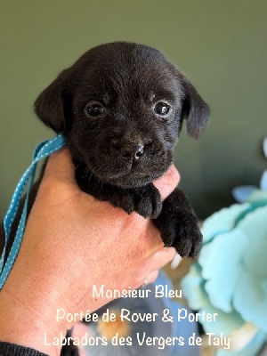 Monsieur Noir collier Bleu