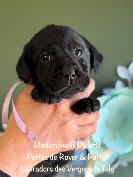 des Vergers de Taly - Chiots disponibles - Labrador Retriever