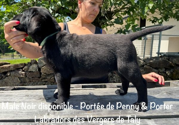 des Vergers de Taly - Chiots disponibles - Labrador Retriever