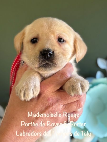 Chiot Labrador Retriever des Vergers de Taly