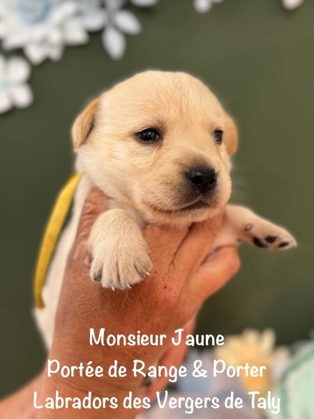 des Vergers de Taly - Chiots disponibles - Labrador Retriever