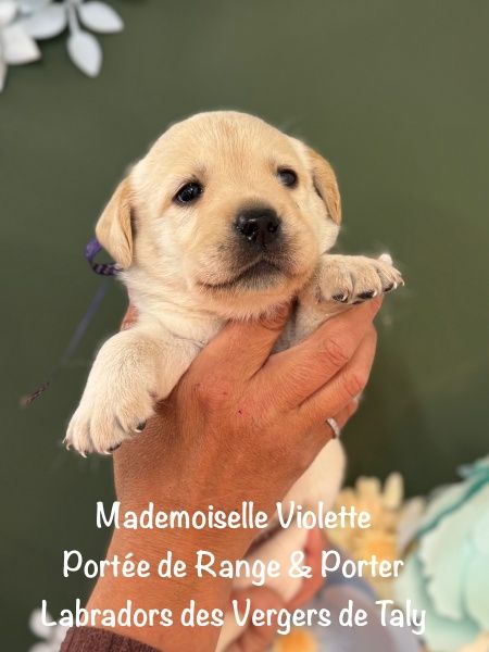 des Vergers de Taly - Chiots disponibles - Labrador Retriever